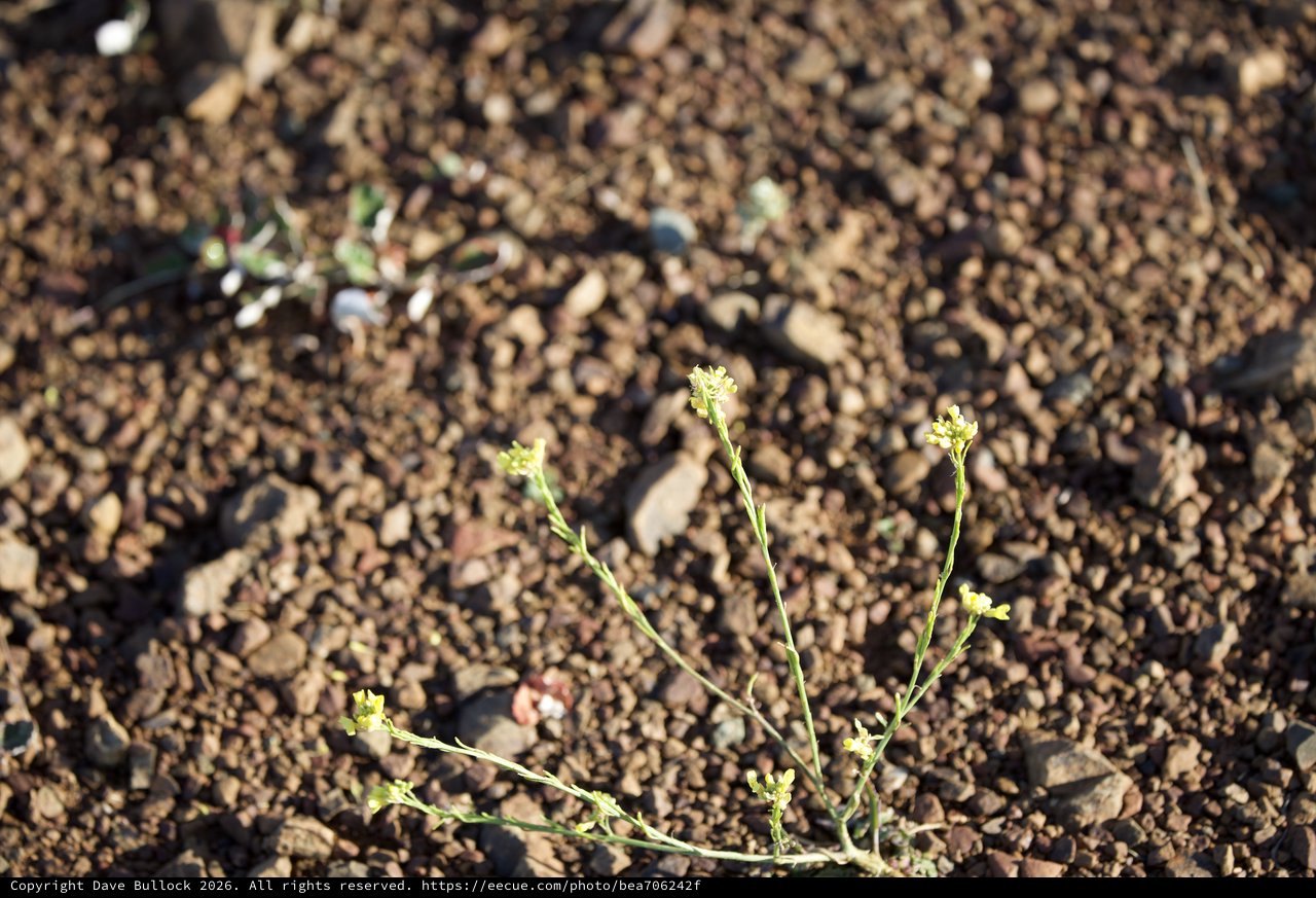 Desert Wildflower Survives in Rocky Volcanic Gravel