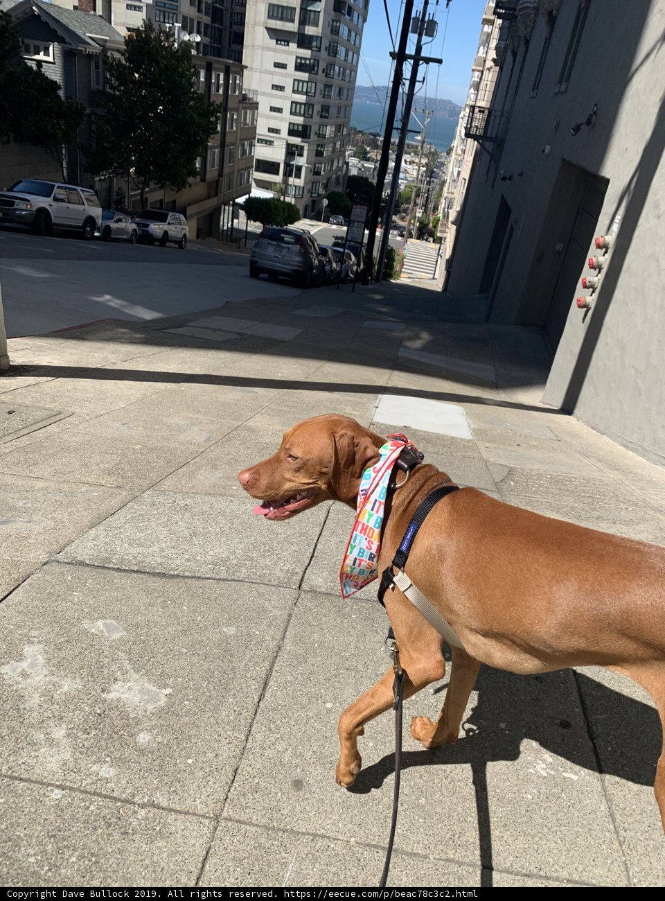 Fashionable Pup on a Walk
