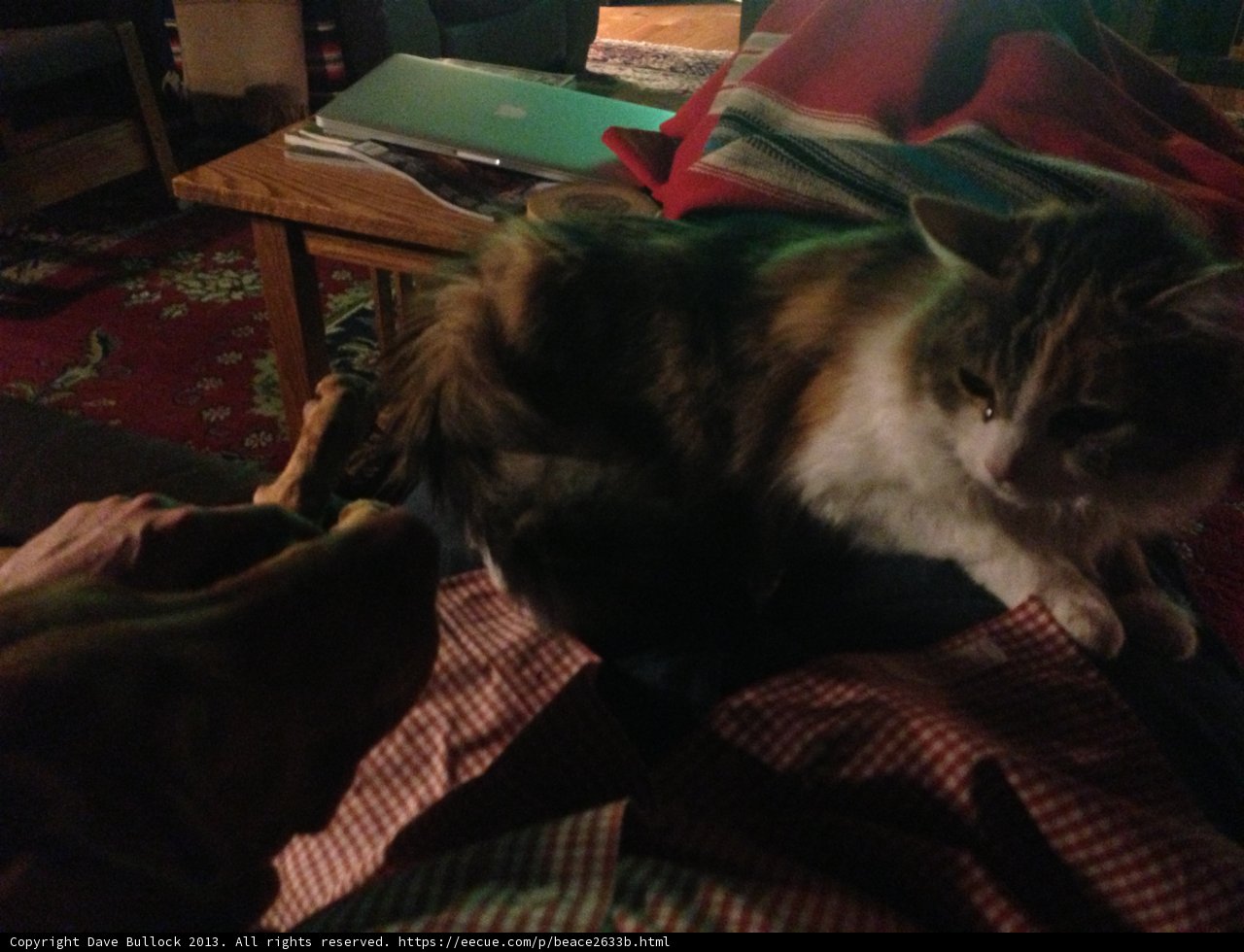 Feline and Canine Companions