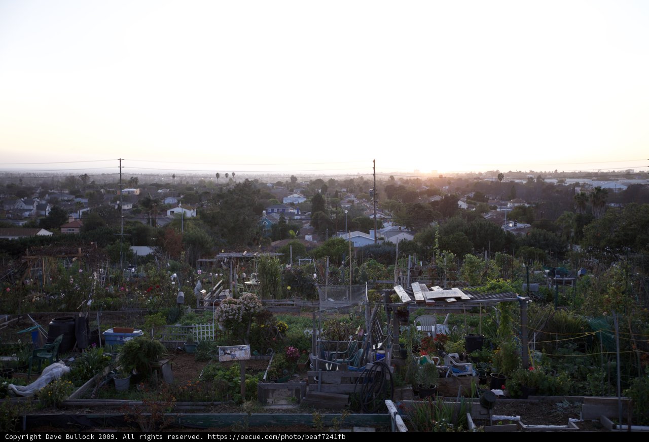 Sunset Serenity in the Urban Jungle