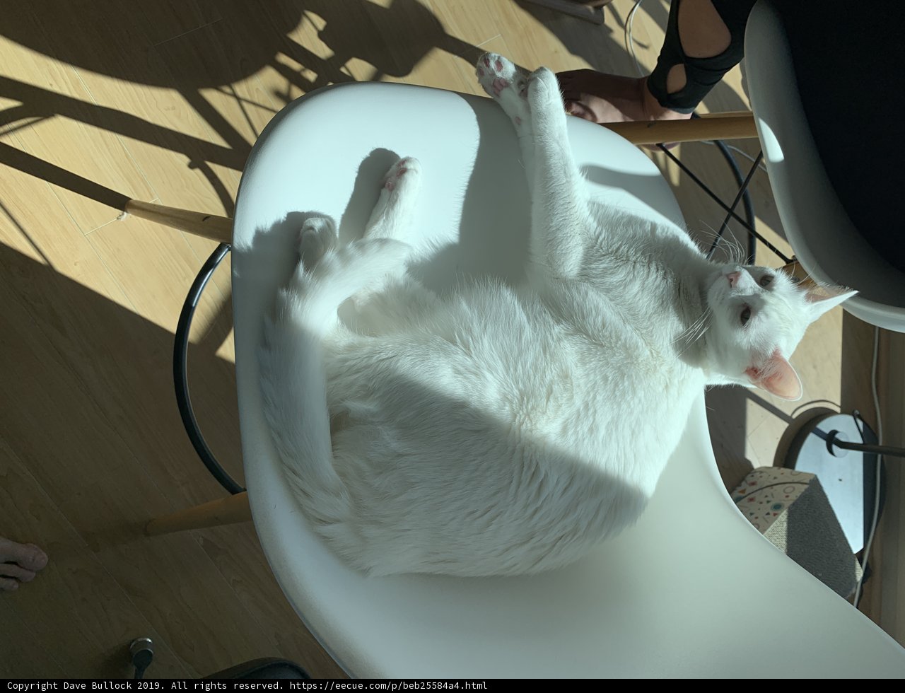 White Cat Enjoying the Hardwood Chair