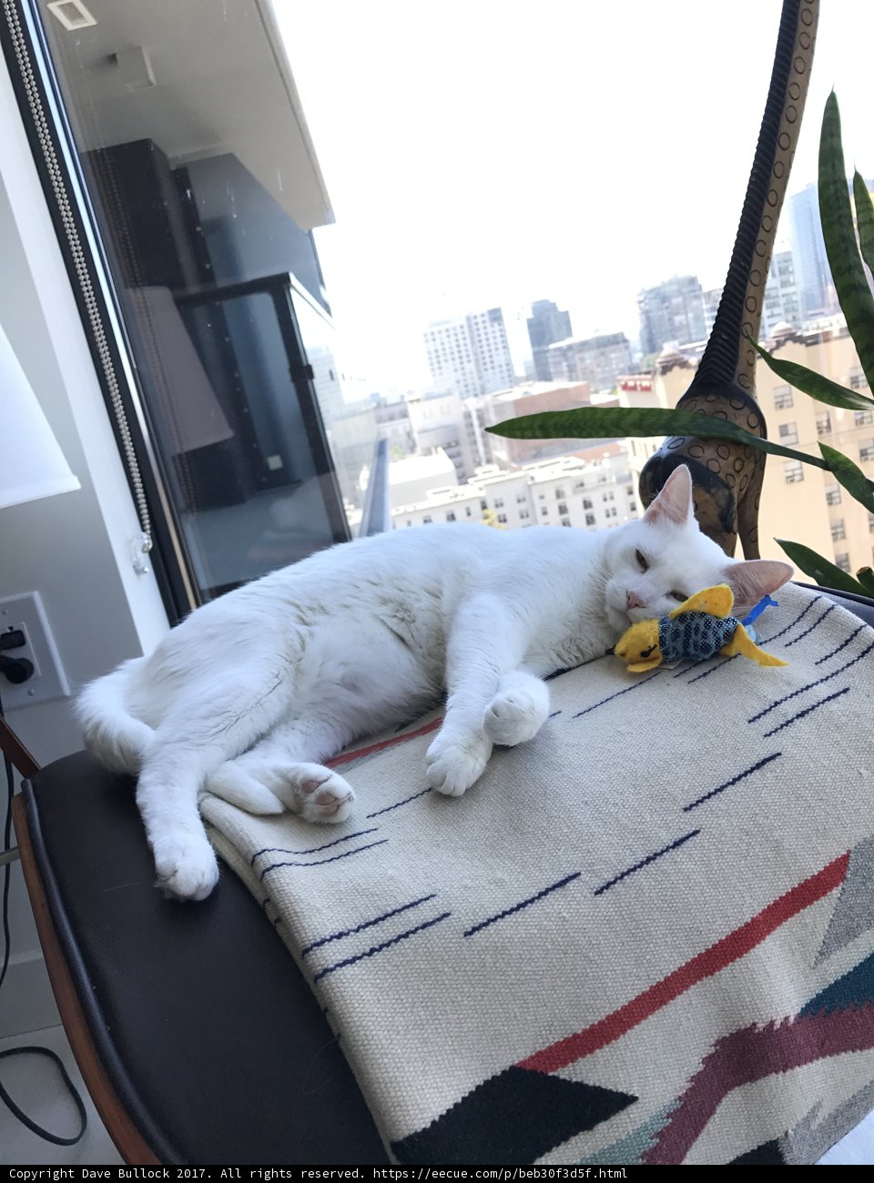 Resting Cat