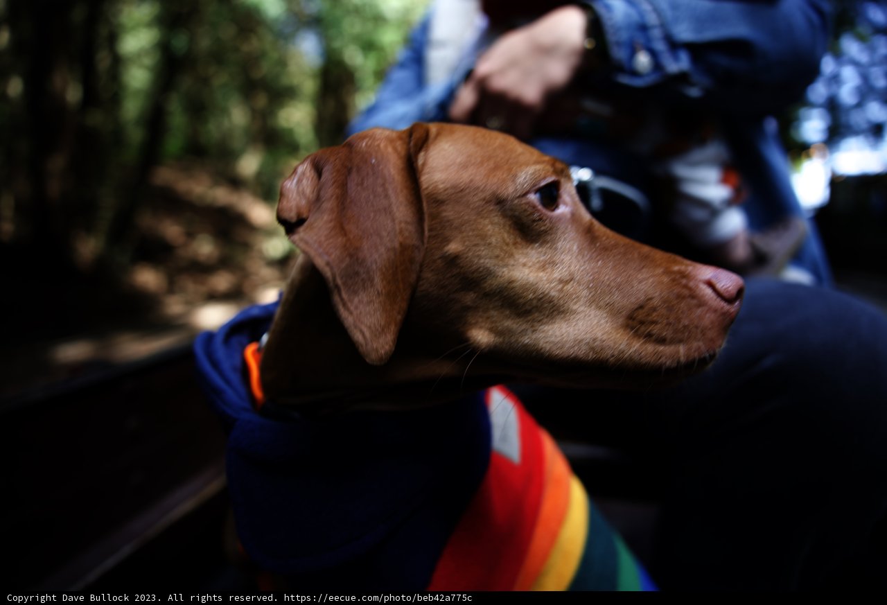Stylish Pup at Tilden Park