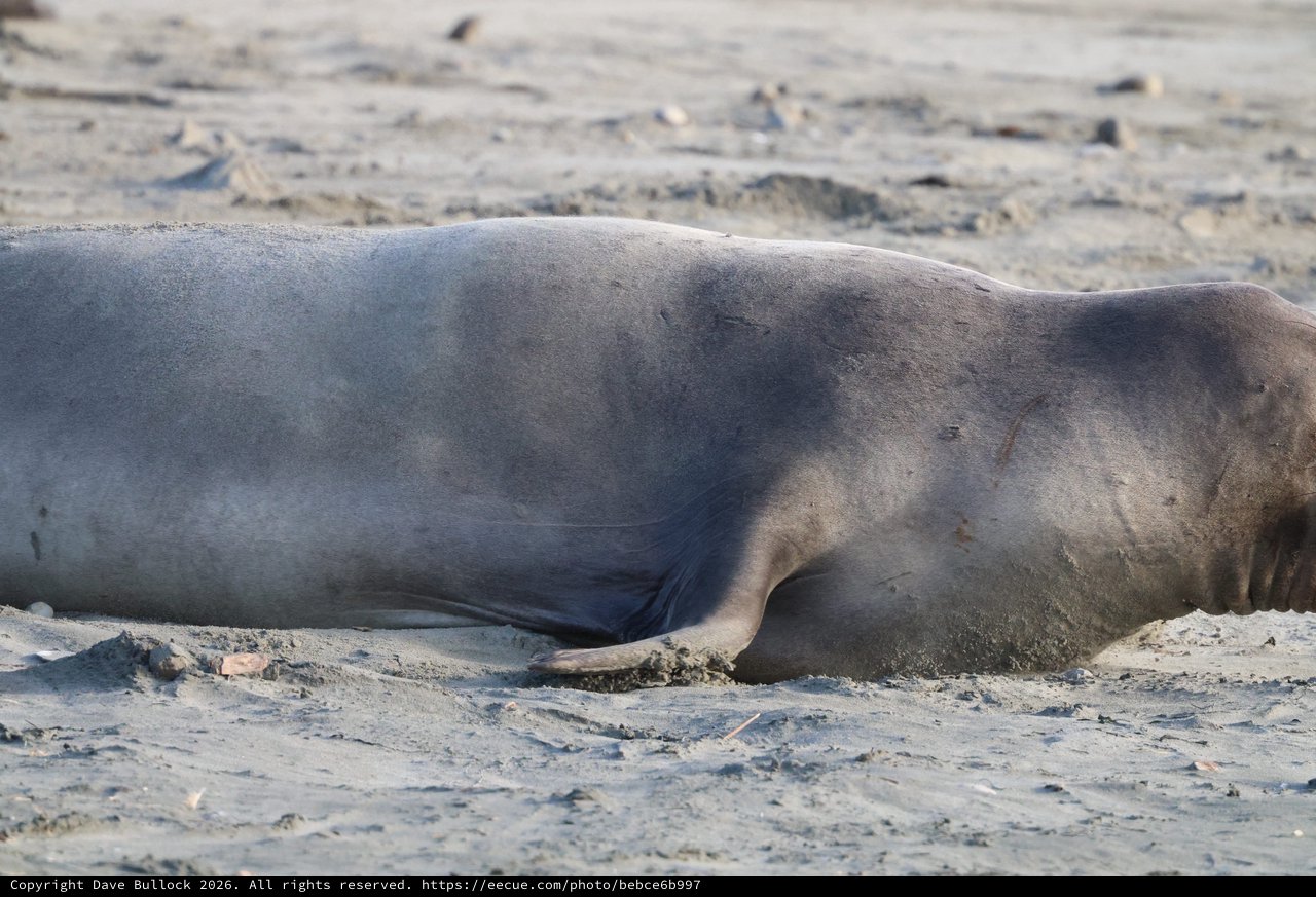 Elephant Seal Resting on Sandy Beach at Drakes Beach