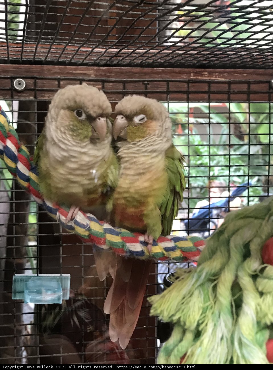 Double the Feathered Fun