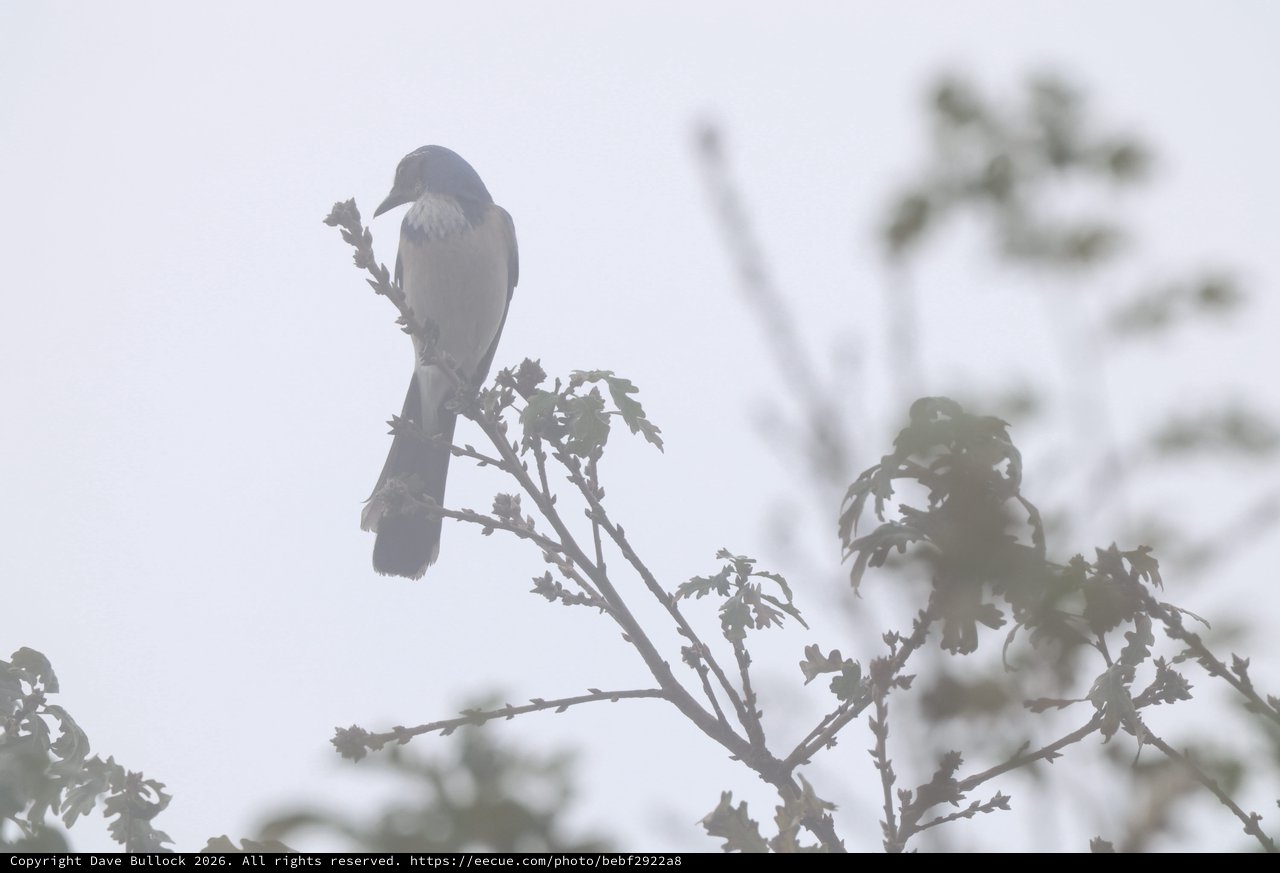 Western Scrub-Jay Perched in Foggy Morning Light