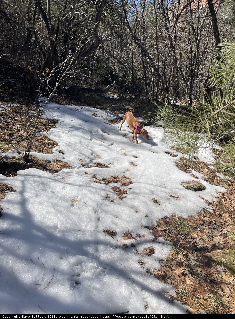 Winter Trail Companion