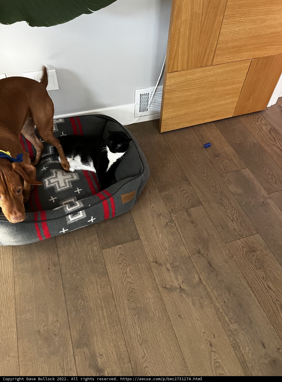 Companionship on a Hardwood Floor