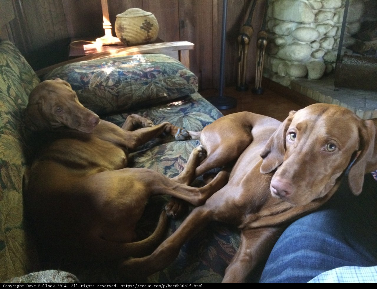 Comfortable Canine Corner