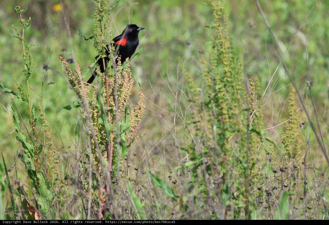 Red-Winged Blackbird Perched Among Spring Meadow Grasses