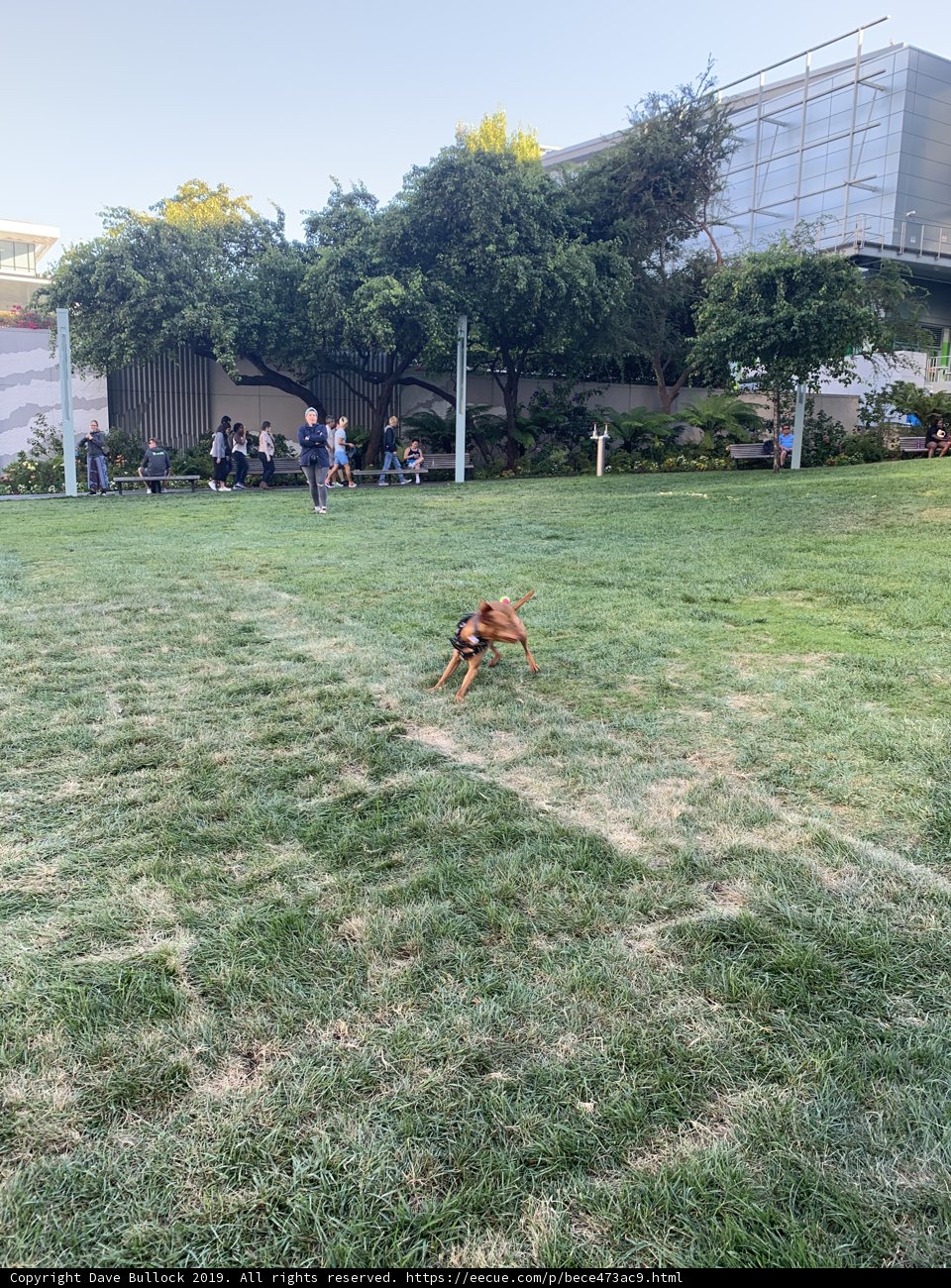 Happy Pooch Playing in the Park