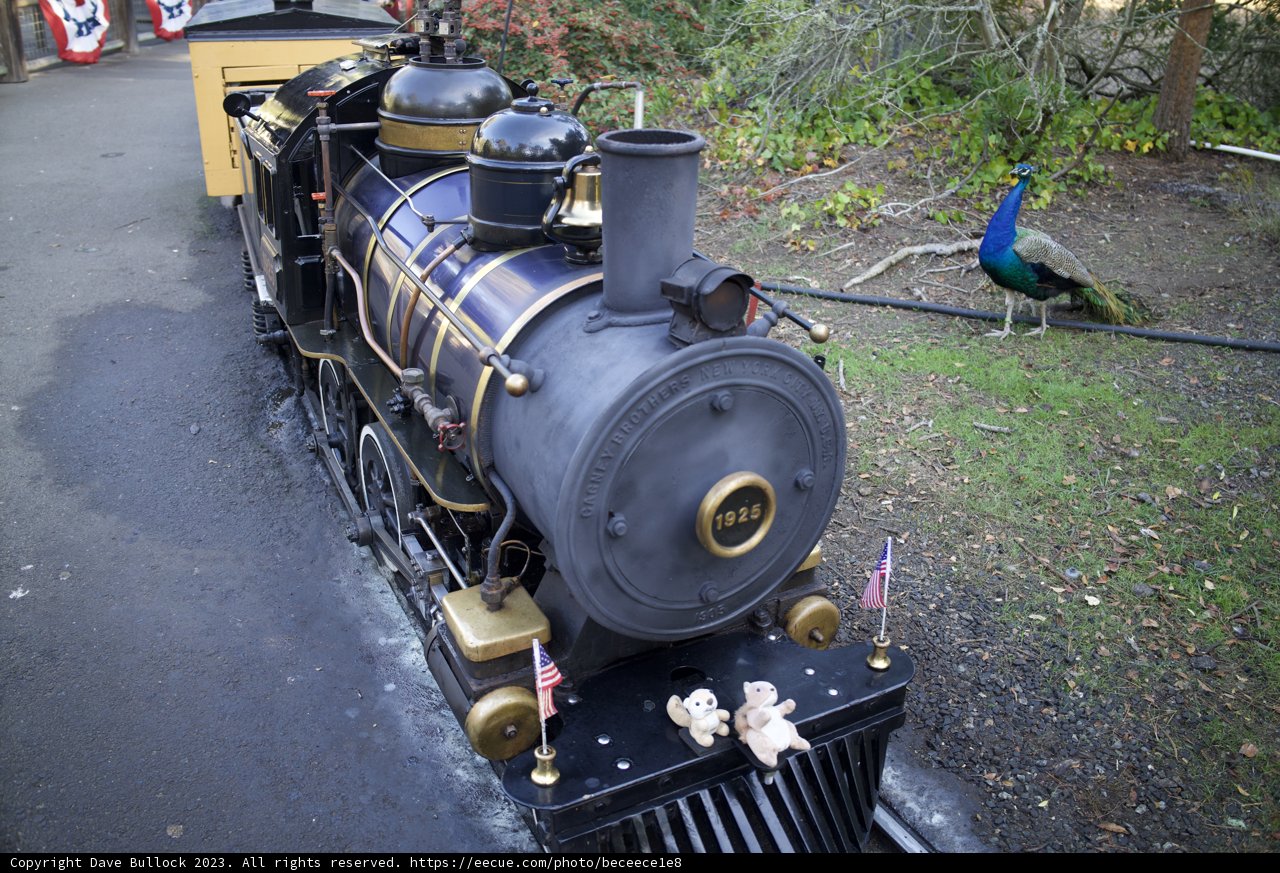 A Majestic Encounter: A Peacock Meets the Iron Horse