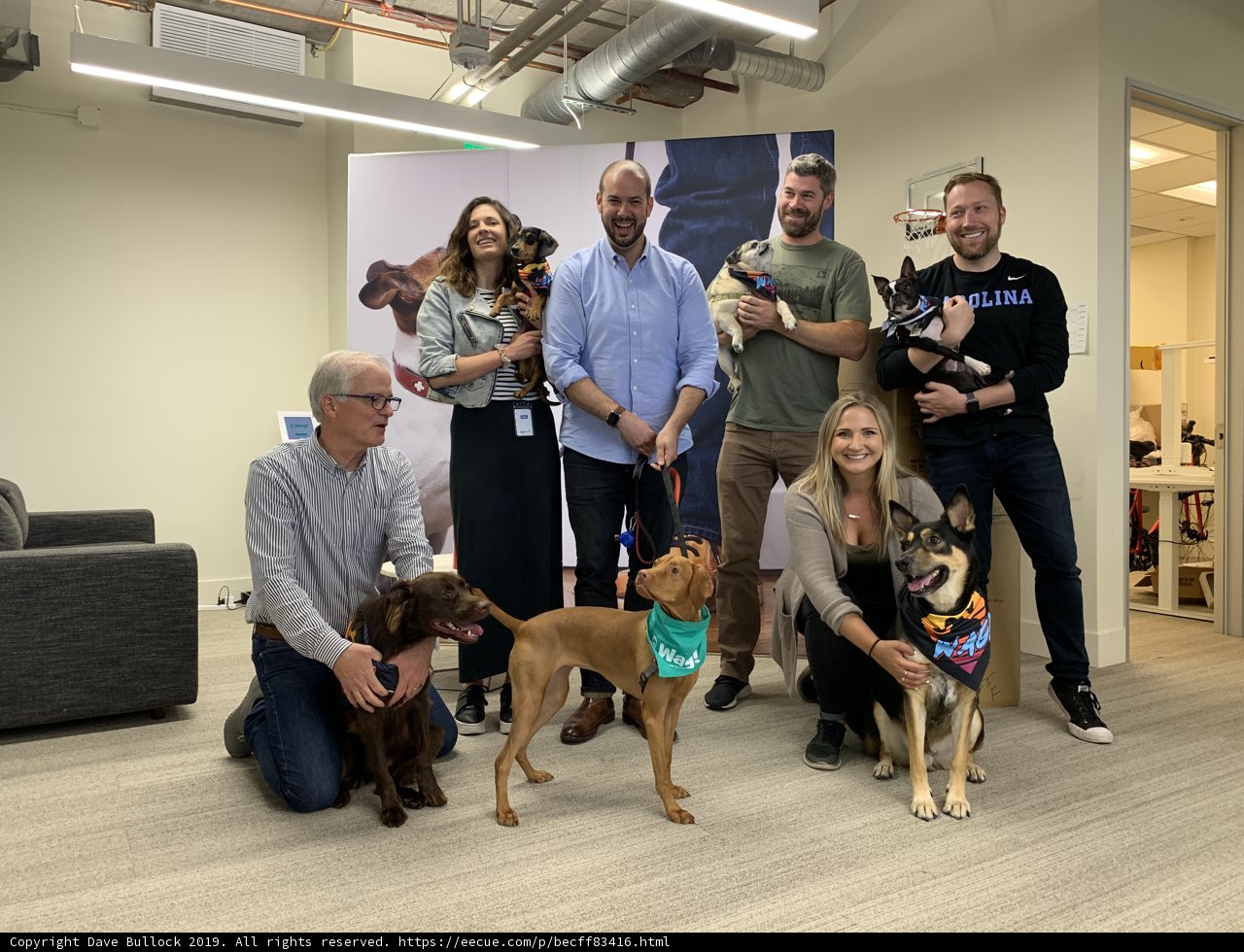 Doggy Group Shot