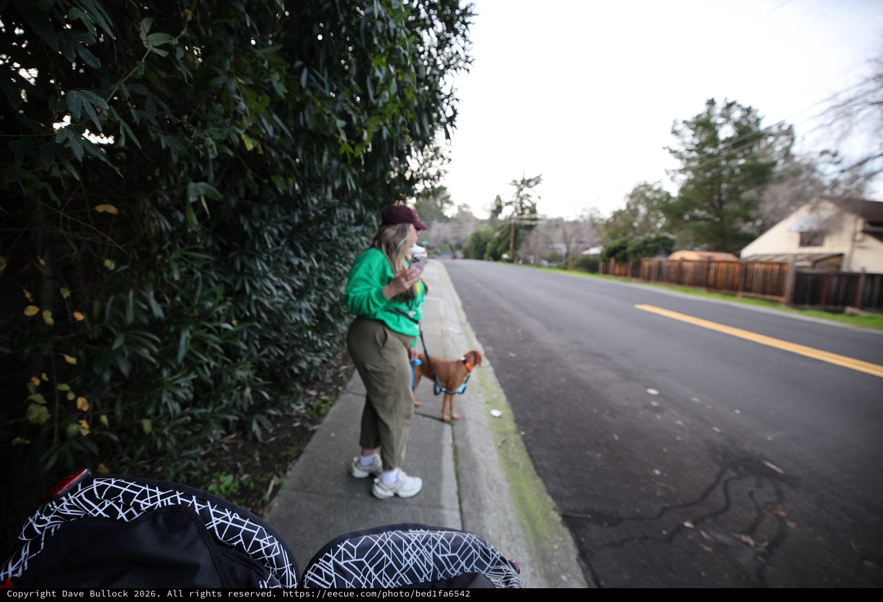 Morning Walk with Coffee and Dog on Suburban Street
