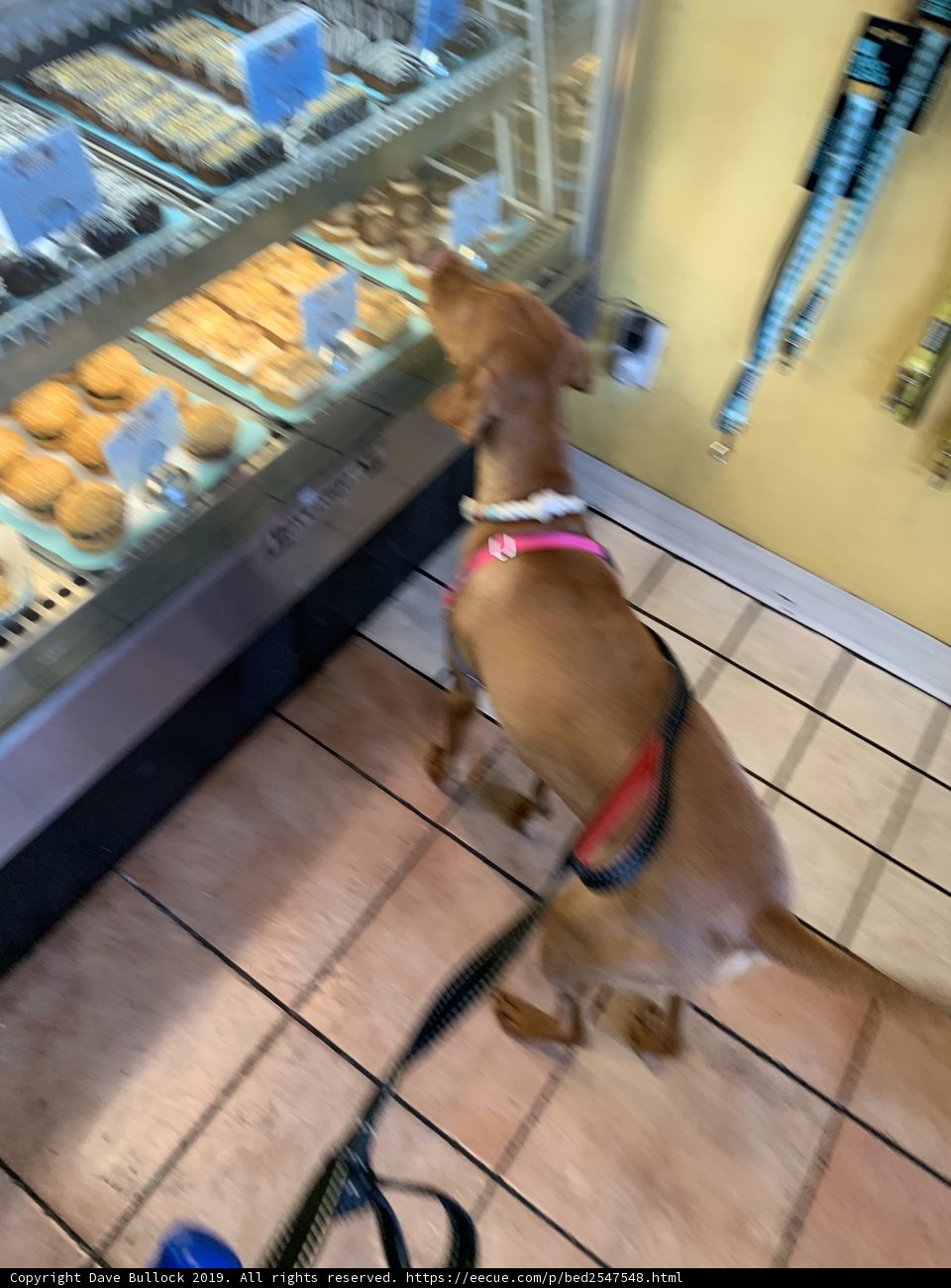 Temptation in Pasadena