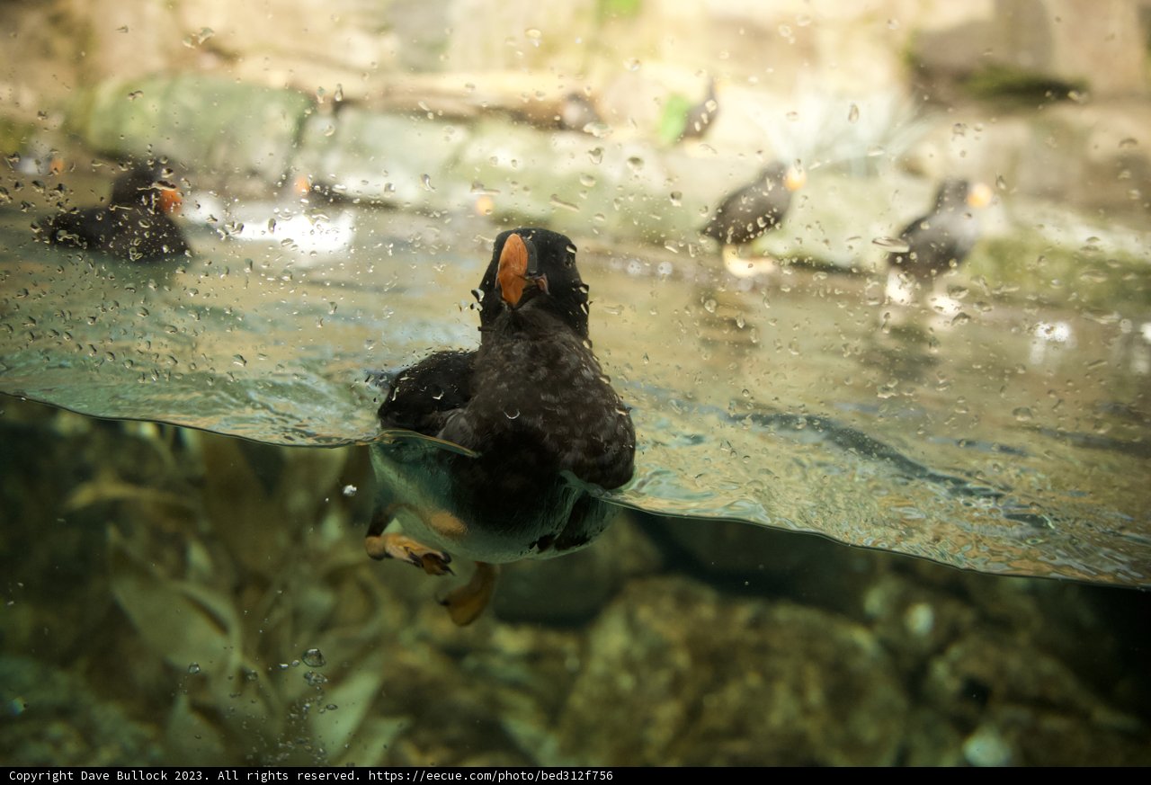 Serene Swim: A Glimpse into the Life of Water Birds