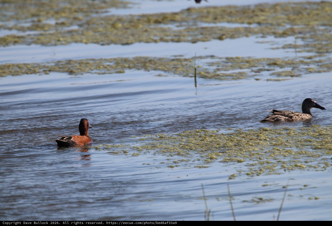 Cinnamon Teal Pair Swimming Among Wetland Vegetation