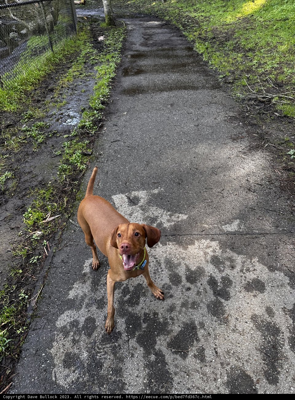 City Canine on Urban Path