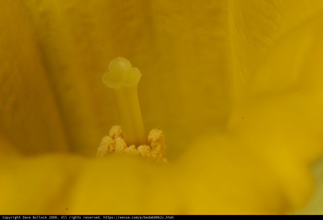 Pollen-rich center of a yellow flower