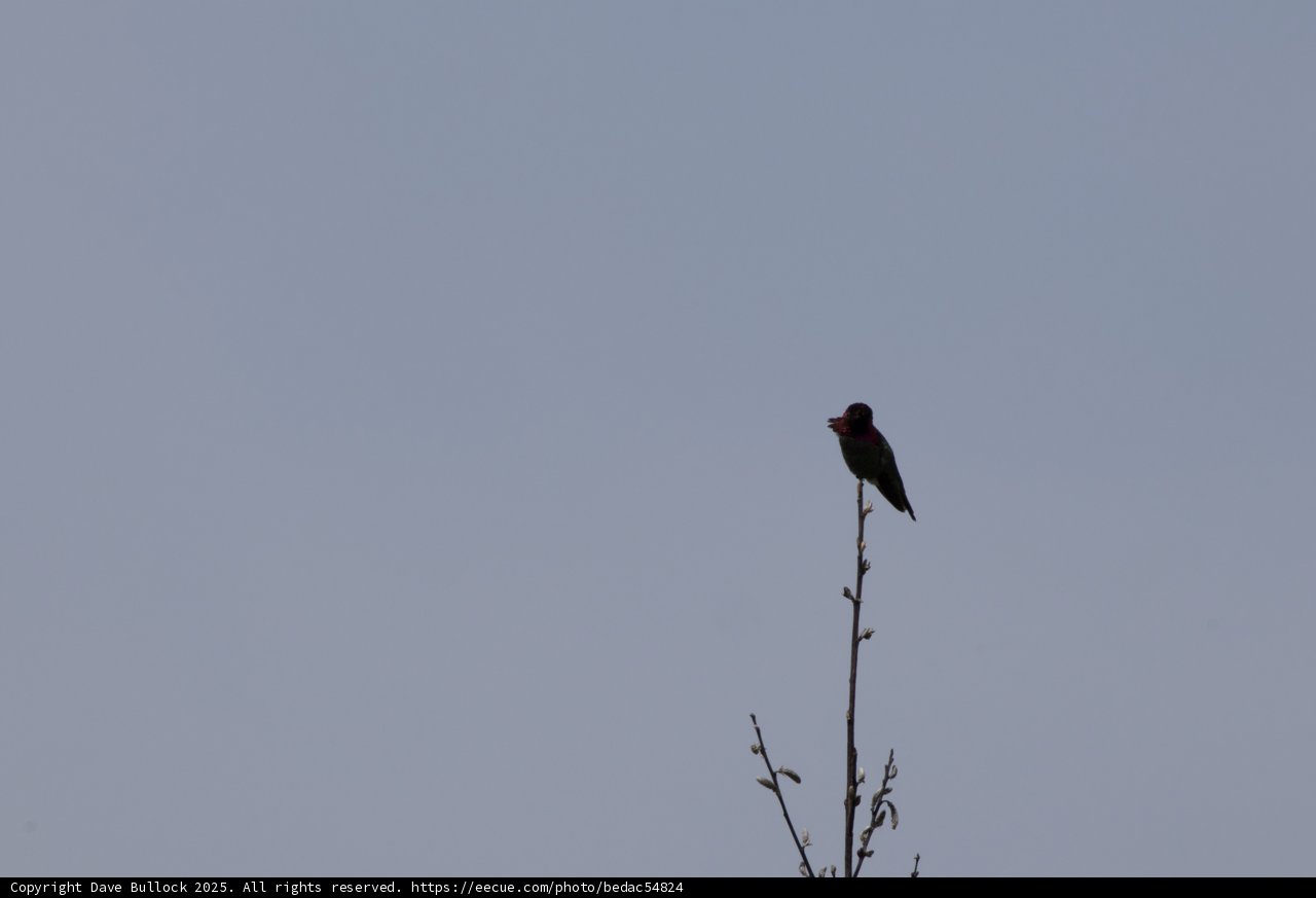 Perched Elegance