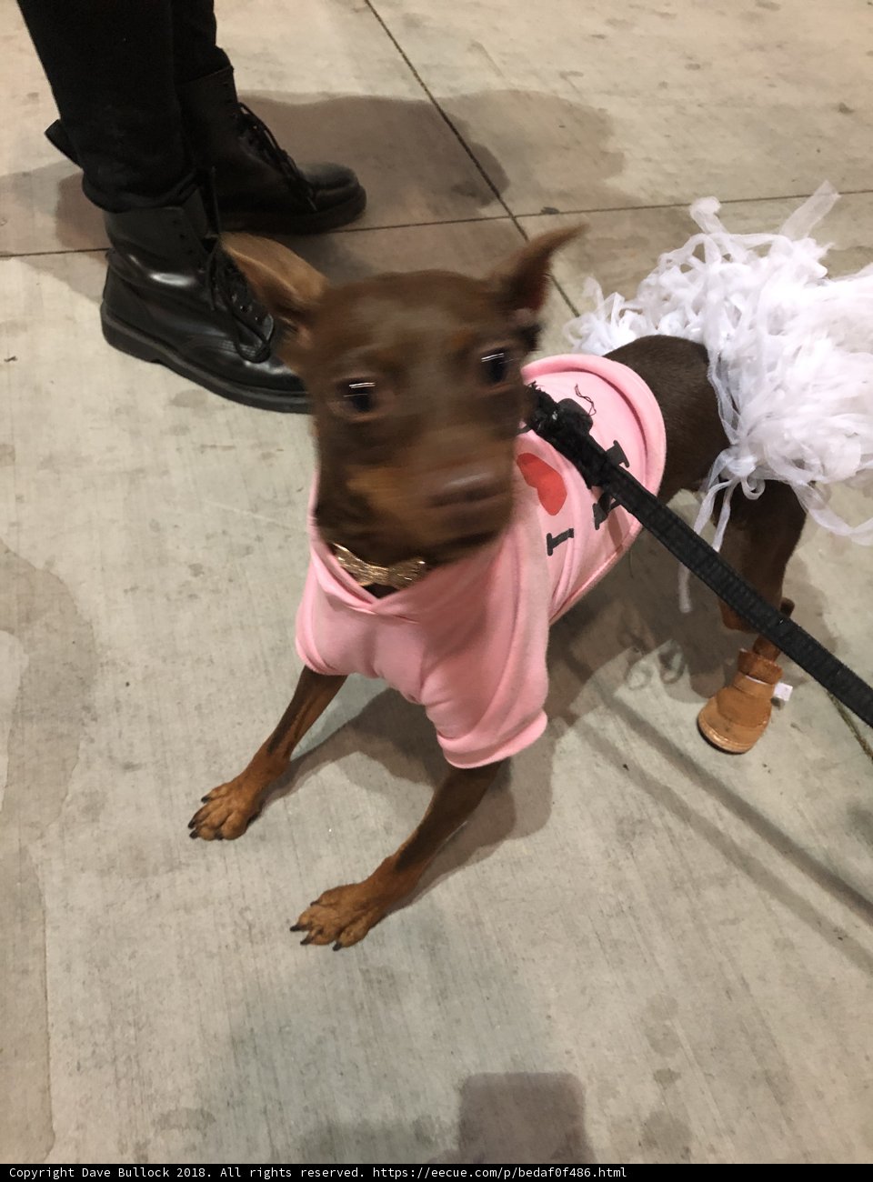 Fashionable Fido