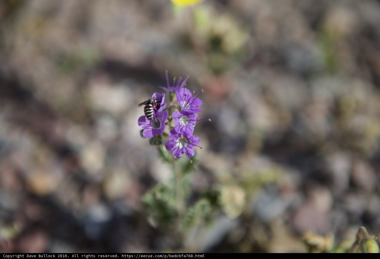 Bee Buzzing on a Vibrant Purple Geranium in the Desert