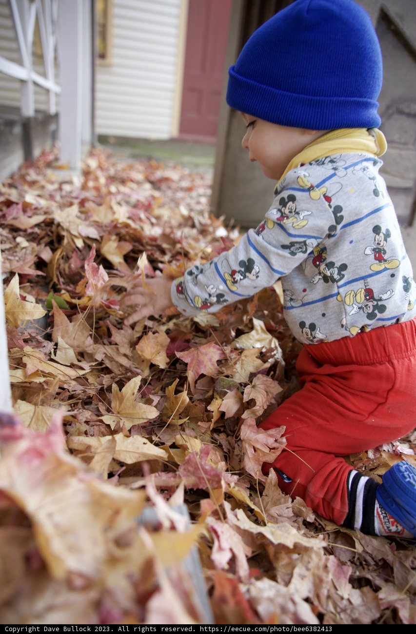 Sonoma's Autumnal Palette: Wesley's Leafy Playground