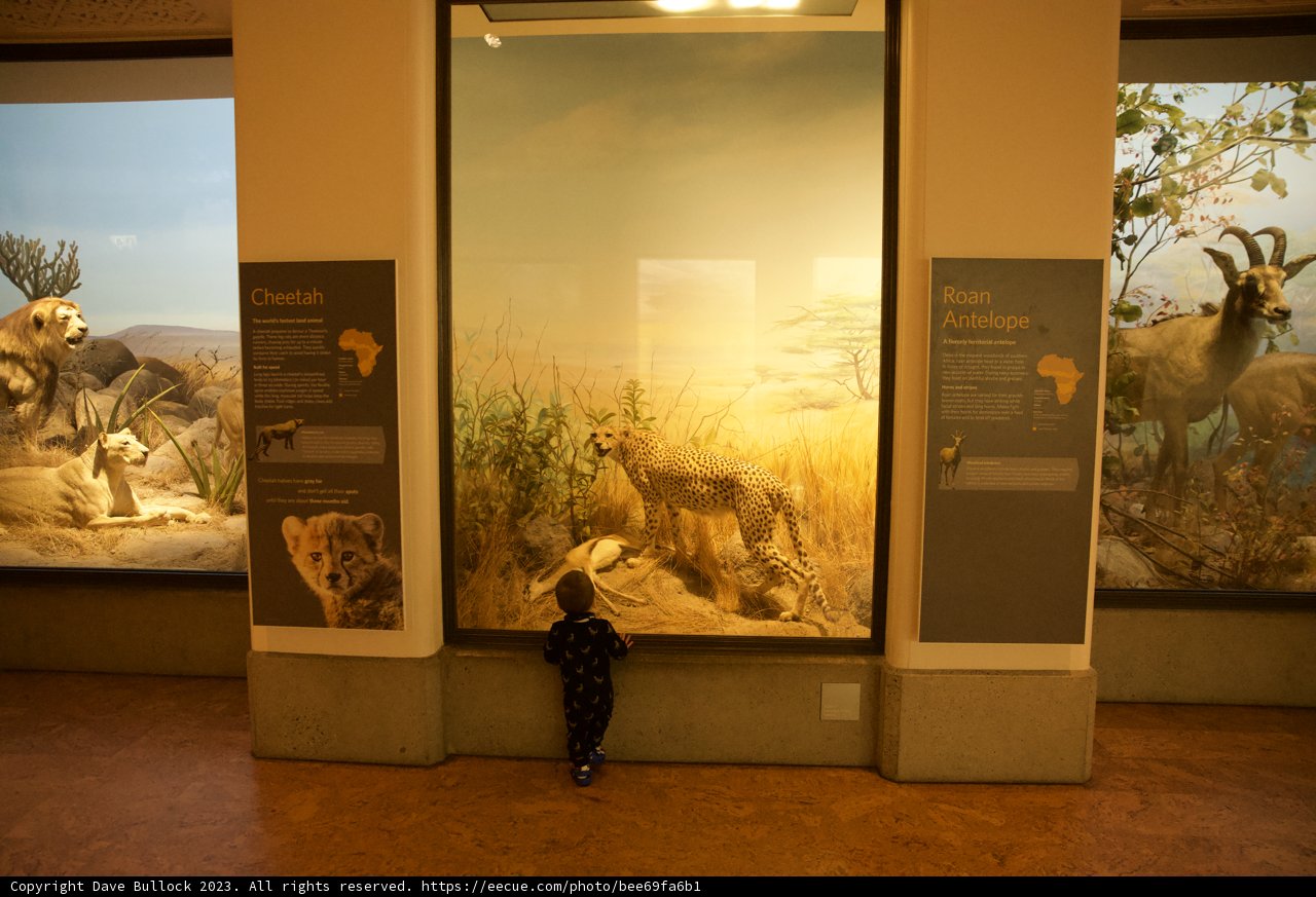 Discovery at the Museum