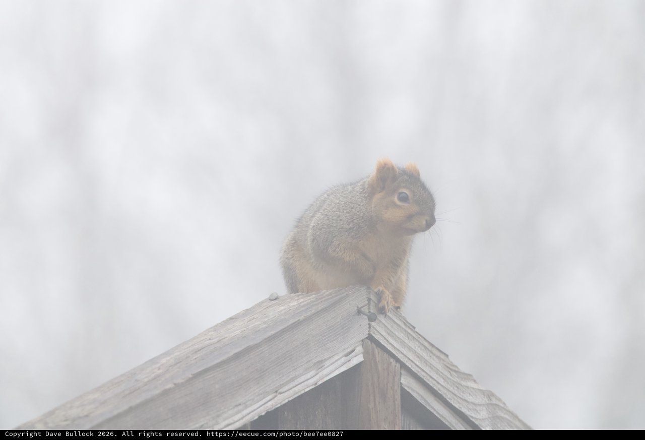 Red Squirrel Perched in Foggy Winter Atmosphere