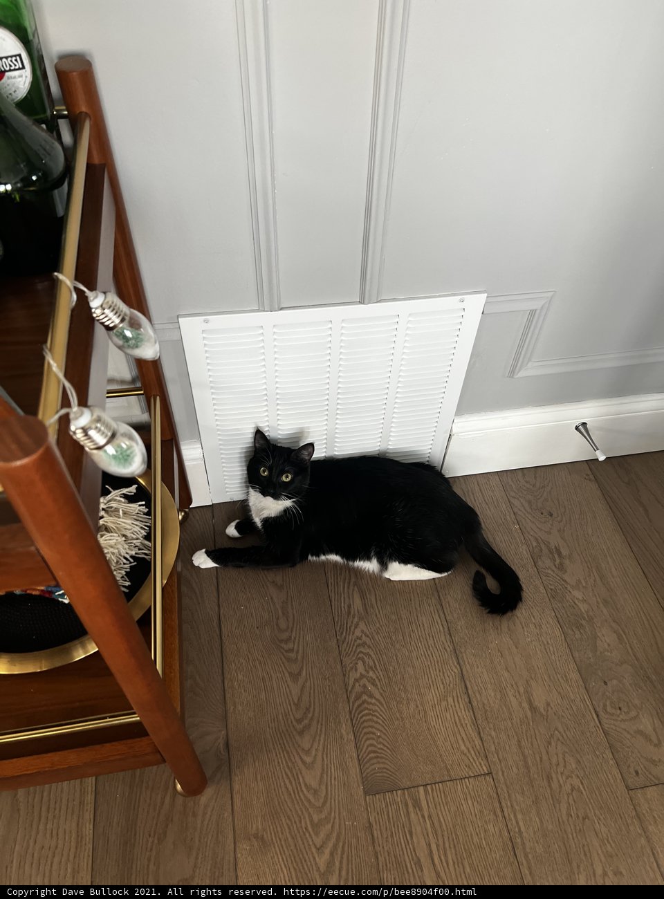 Cozy Cat by the Radiator