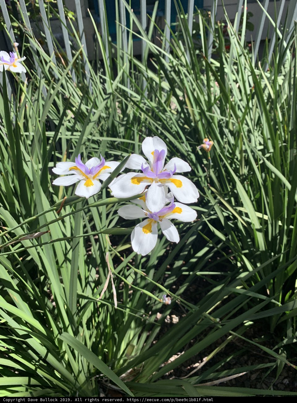 Serene Daffodil in the Grass