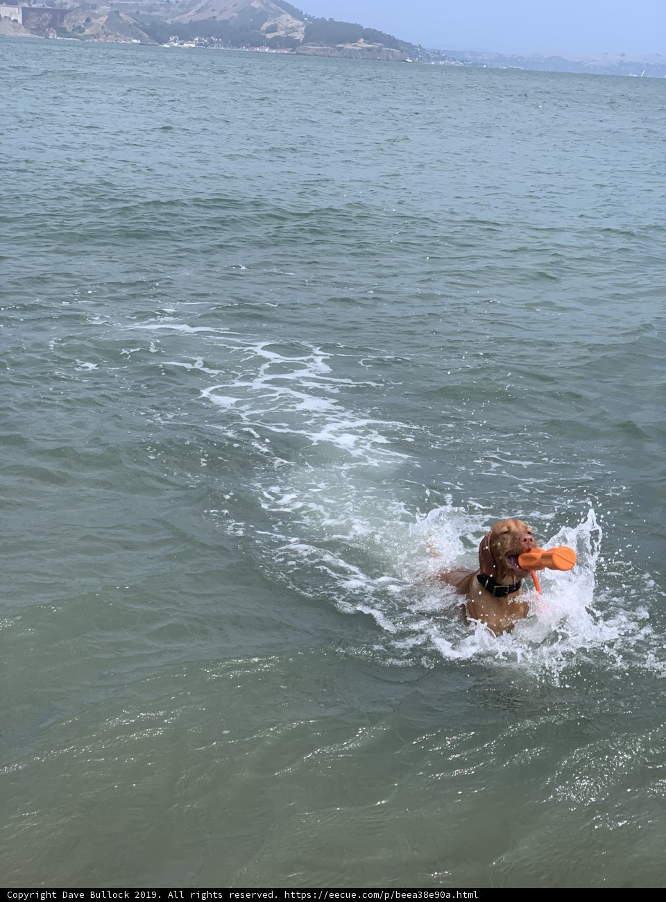 Ocean Swim
