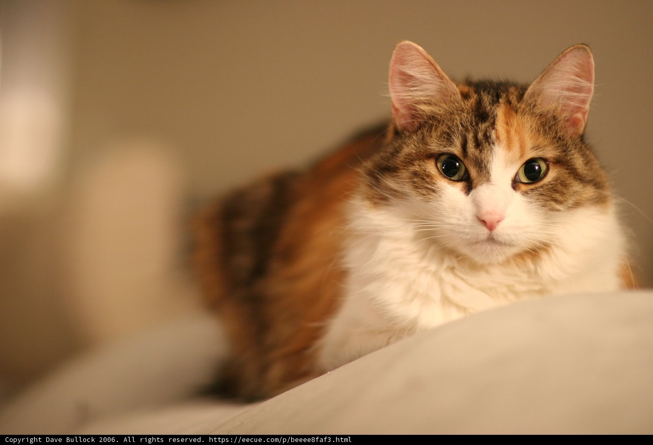 Calico Cat on a Cozy Bed
