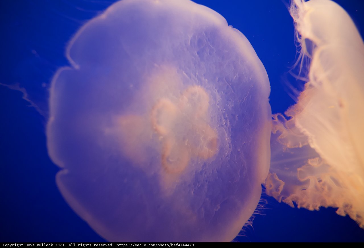Mesmerizing Dance of Jellyfish at Monterey Bay Aquarium