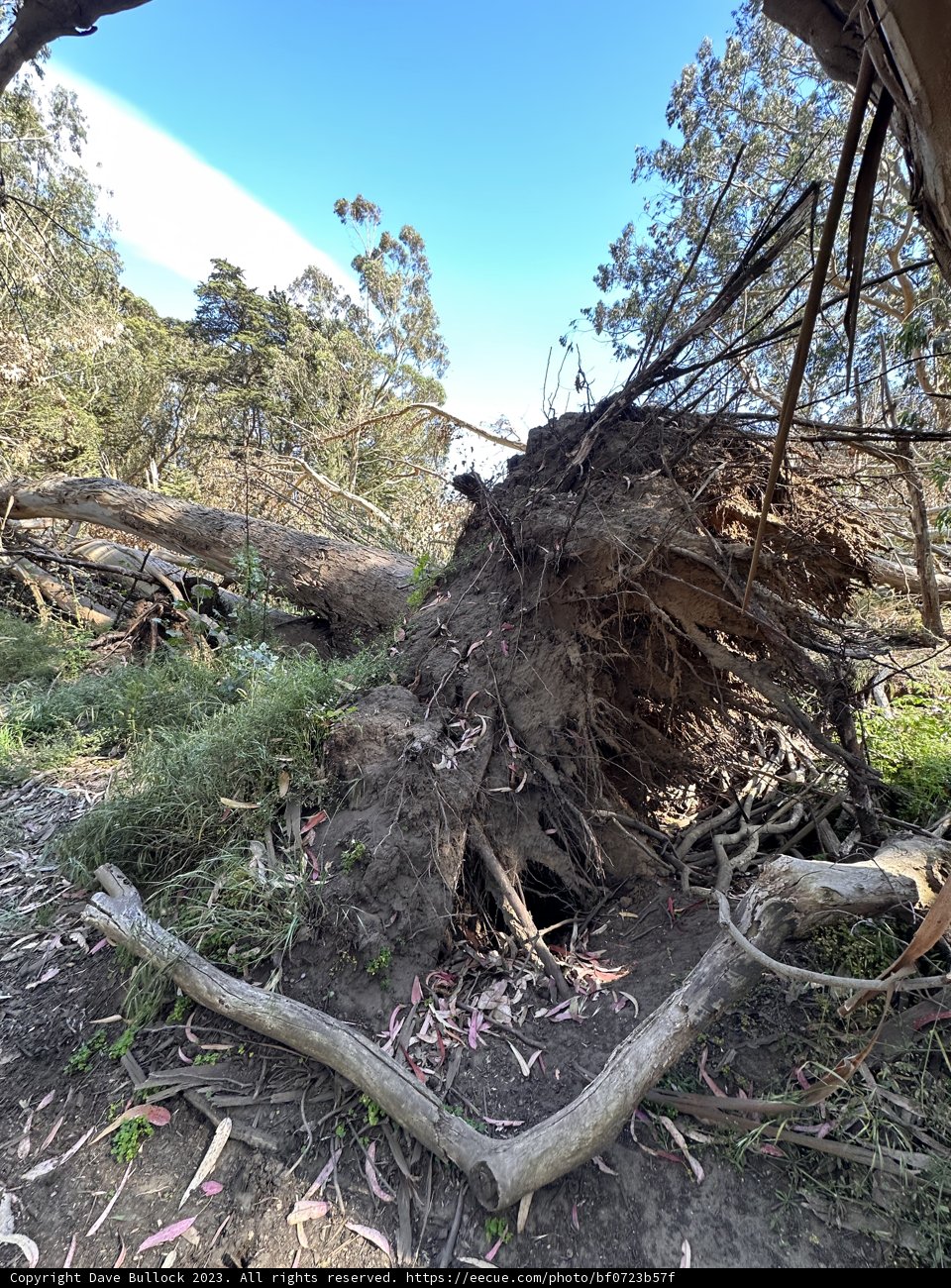 The Fallen Giant in McLaren Park