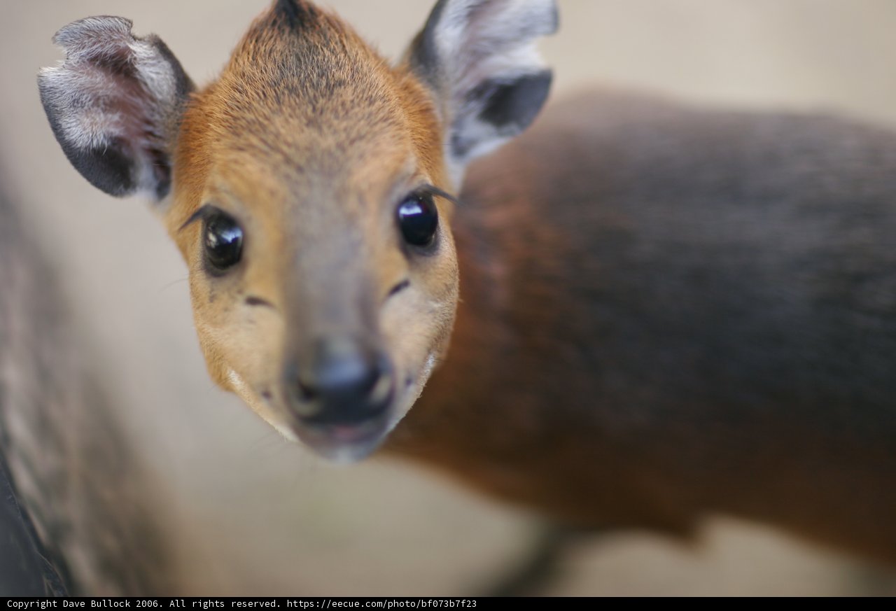 Big Ears of a Deer