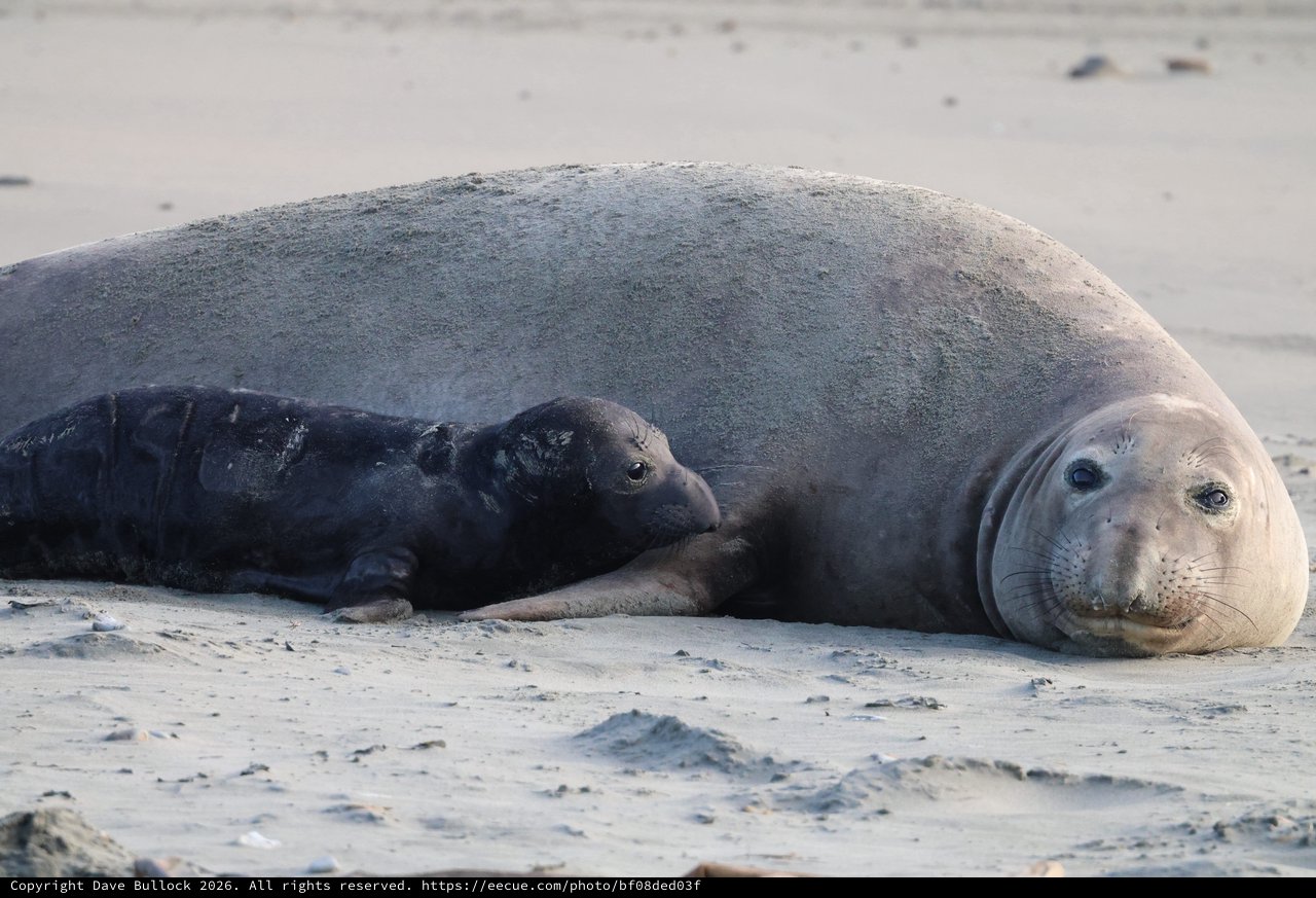 Mother and Pup Elephant Seals Resting on Sandy Beach