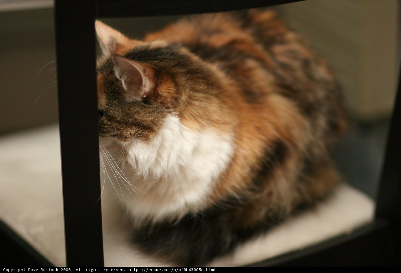 Feline Comfort
