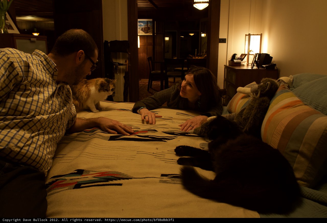 Couple and Cats Sharing a Cozy Evening Together