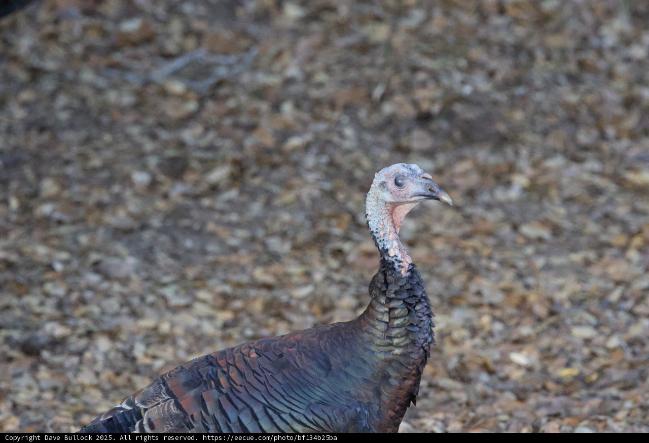 Majestic Wild Turkey of Carmel Valley