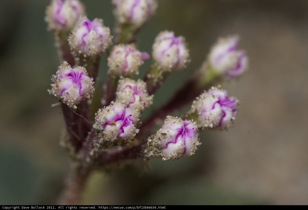 Close-Up of a Purple Geranium Blossom with Small White Flowers