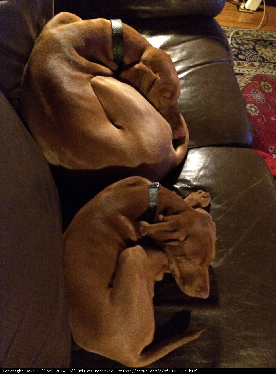 Two Canine Companions Taking a Snooze on a Comfortable Couch