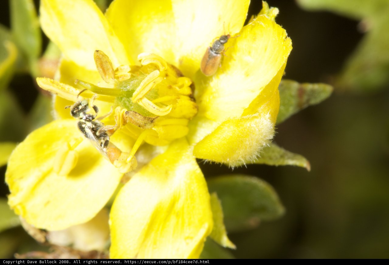 Buzzing on Yellow Blooms
