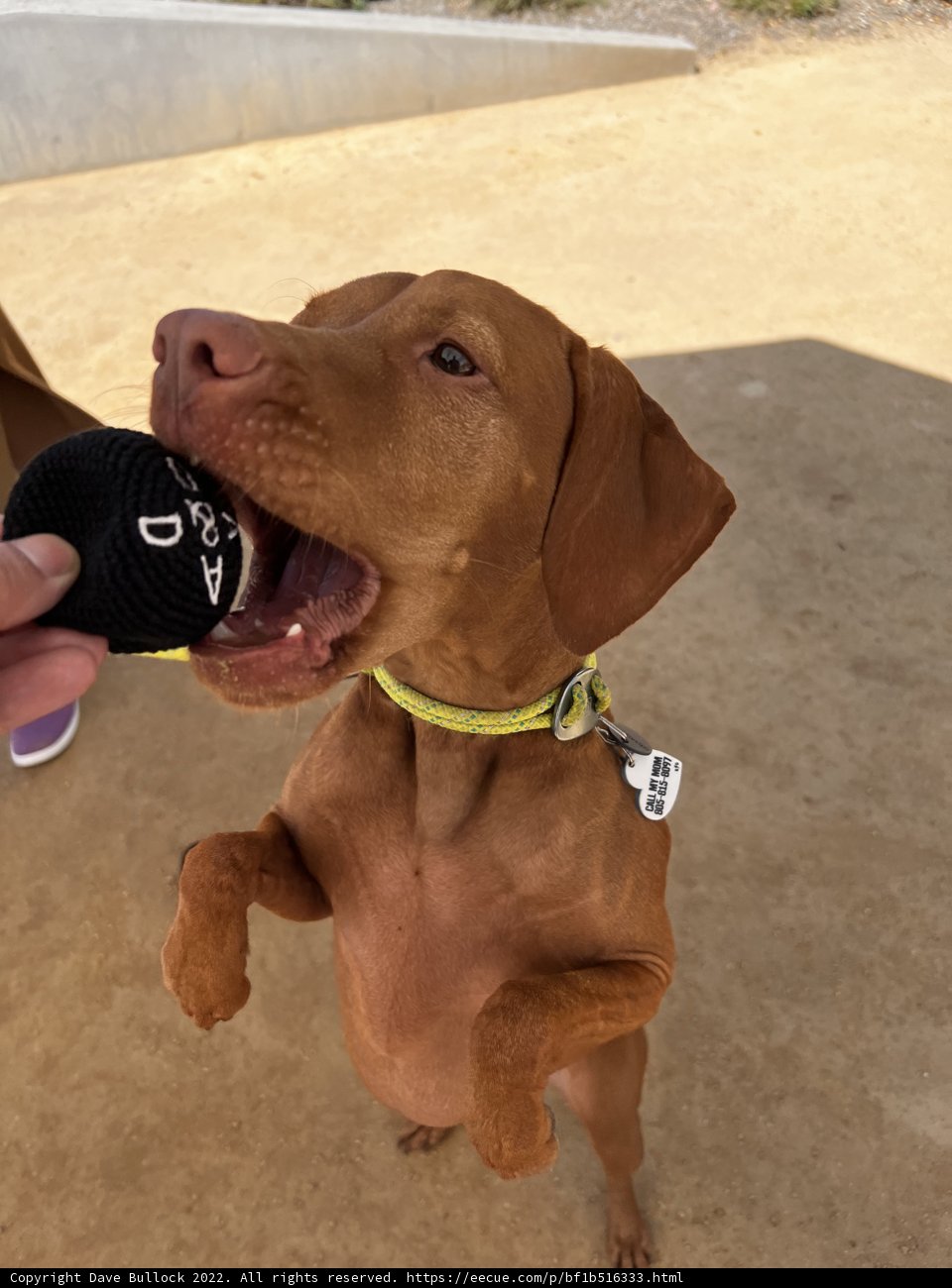 Fetch, Anyone?