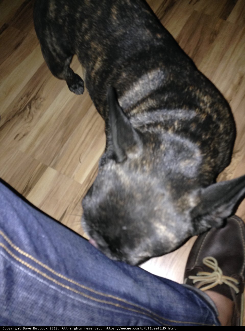Frenchie Checking Out Denim