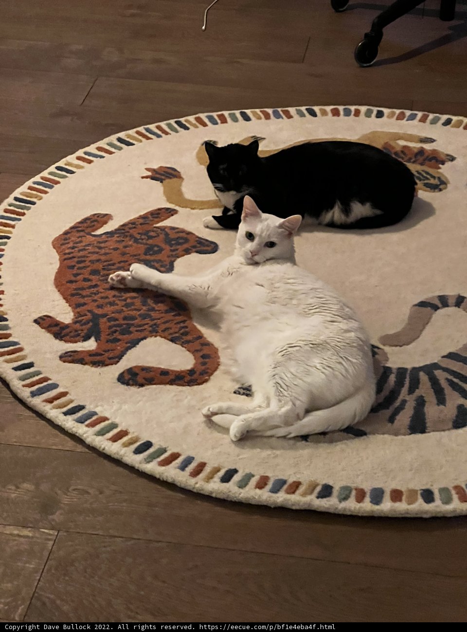 Cozy Cat Nap