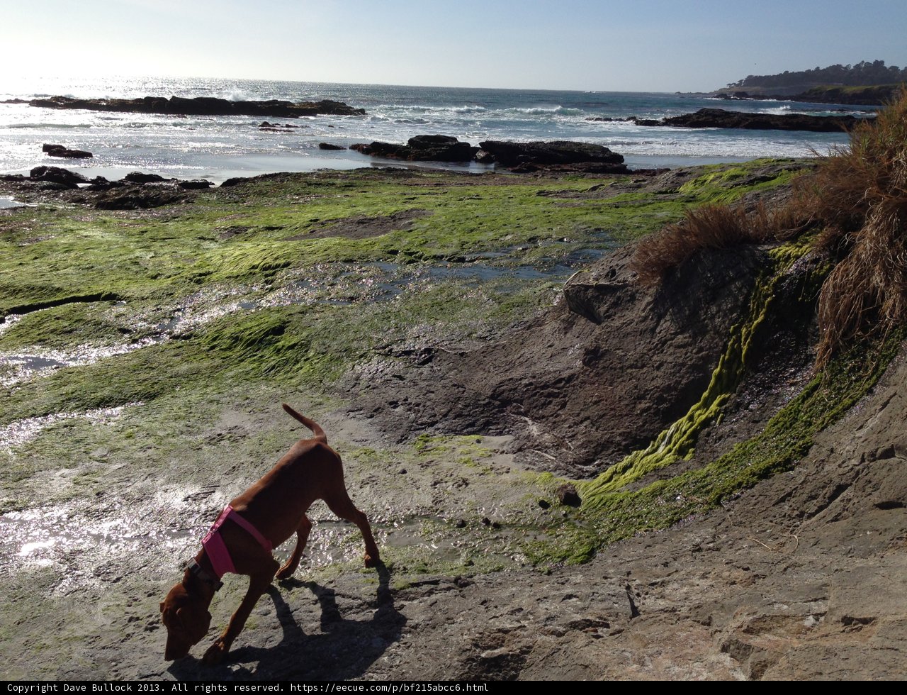 Seaside Stroll