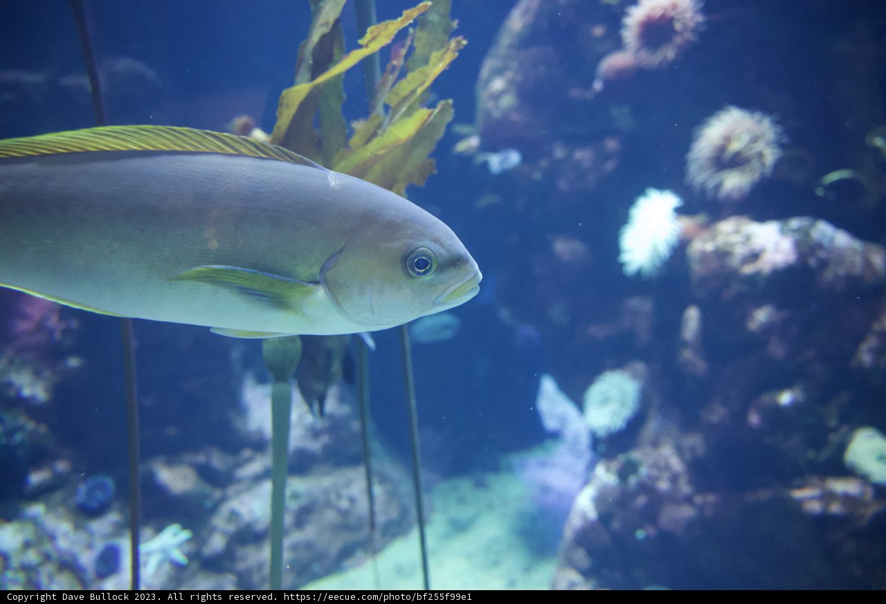 Aquarium Splendor: Nature's Fine Art