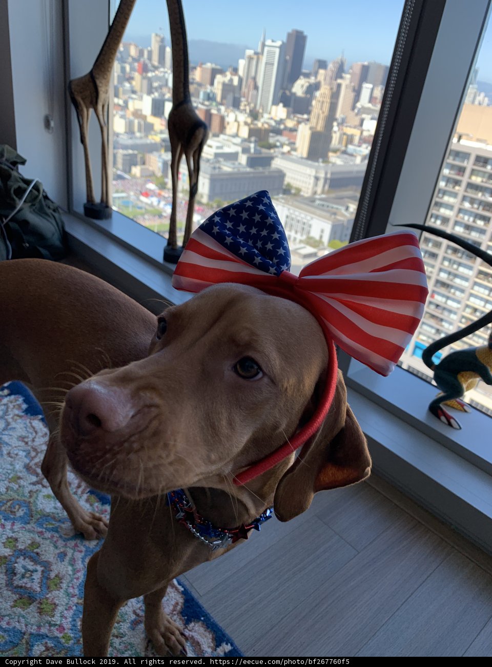 Patriotic Pup
