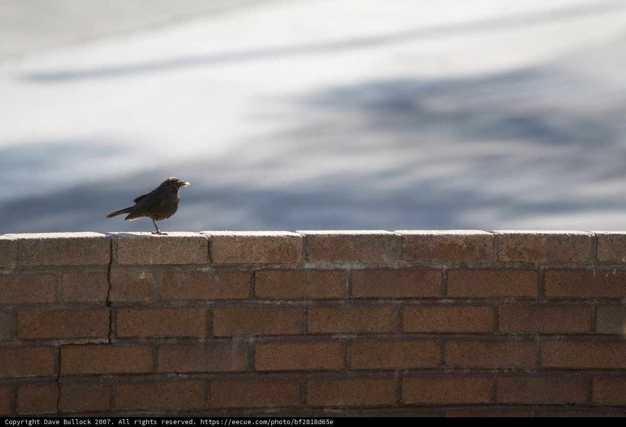 Perched on Brick